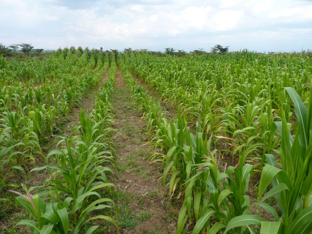 Conservation Agriculture: The foundation for Africas Green Revolution