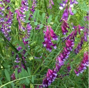 Vetch (Vicia Vilosa)