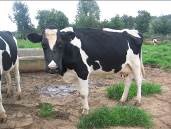 Friesian Cows in Ngorika