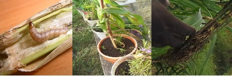 Push-Pull Technology